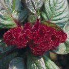 mahogany coloredd cockscomb celosia cristata,30 flowers seeds  #ABG16