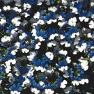 nemesia kim bi color blue and white 40 flowers seeds,easy to grow #ABG16
