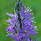 flower seeds cames bold blue perennial,30 seeds #ABG16