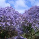 20 seeds jacaranda mimosifolisa tree seeds,easy to grow  #ABG16