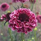 beaujolais bonnets scabiosa pincushion 25 flowers seeds #ABG16