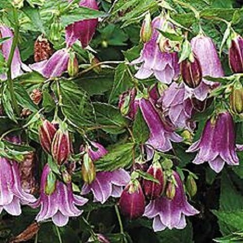 40 flower seeds lavender heirloom campanula puncatata,easy  to  grow   #ABG16