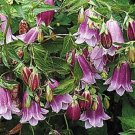 40 flower seeds lavender heirloom campanula puncatata,easy  to  grow   #ABG16