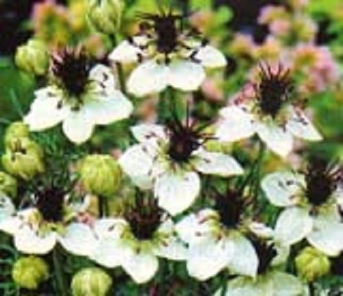nigella love in the mist whitte miss jekyll,50 flower seeds #ABG16