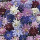 aquilegia columbie barlo,25 flowers seeds #ABG16
