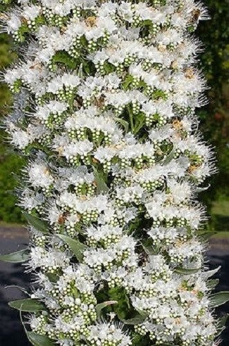 white echium flowers seeds,50 seeds #ABG16