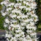 white echium flowers seeds,50 seeds #ABG16