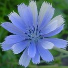 chicory brilliant blue daisy perennial,100 flowers seeds  #ABG16
