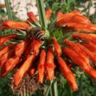 25 flower seeds  leonotis nepetifoia lions ear,easy to grow #ABG16