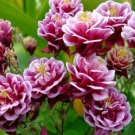 aquilegia vulgaris barlow rose columbine,25 seeds #ABG16