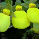 calcoria dainty yellow color 25 flowers seeds,easy to grow   #ABG16