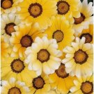 30 flowers seeds,gazania orange cream,easy to grow #ABG16