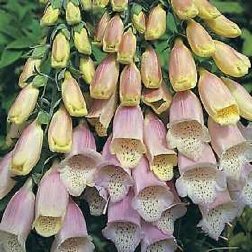 50 flowers seeds, foxglove digitals spotted silver,easy to grow  #ABG16