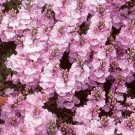 veronica rosea pernnial 40 seeds,great for gardening   #ABG16