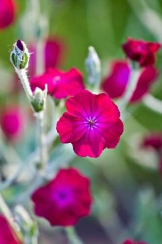flower seed ychnis heirloom floos jovis,30 seeds #ABG16