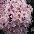 rhododendrun resebay 25 flowers seeds,easy to grow  #ABG16
