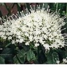white knight trachelium perennial,50 flowers seeds #ABG16