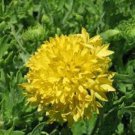 30 flower seeds,gaillardia yellow color plume perennial  #ABG16