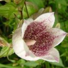 purple spoted campanula takesimana canterbury bells perennial,40 seeds #ABG16