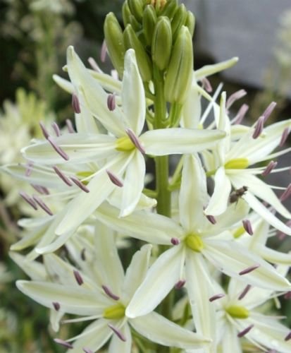 camas bold white perennial 30 flower seeds,easy to grow  #ABG16