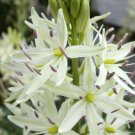 camas bold white perennial 30 flower seeds,easy to grow  #ABG16