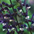 25 flowers seds,skullcap scutellaria perennial  #ABG16