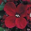 50 flowers seeds,iberis gilbraltarica red candytuft,easy to grow   #ABG16