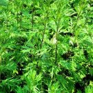 perennial plant Mugwort Artemisia Vulgaris, 100 Seeds   #ABG17