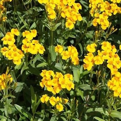 flower seeds Mexican Mint Tagetes Lucida, 50 Seeds    #ABG17