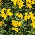 flower seeds Mexican Mint Tagetes Lucida, 50 Seeds    #ABG17