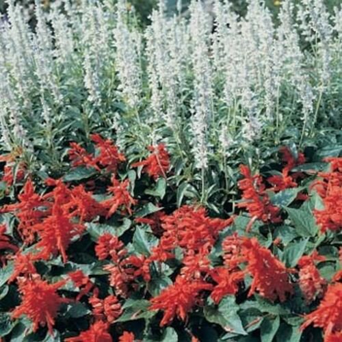50 flower Seed  Salvia Farinacea  White Victory,easy to grow    #ABG17
