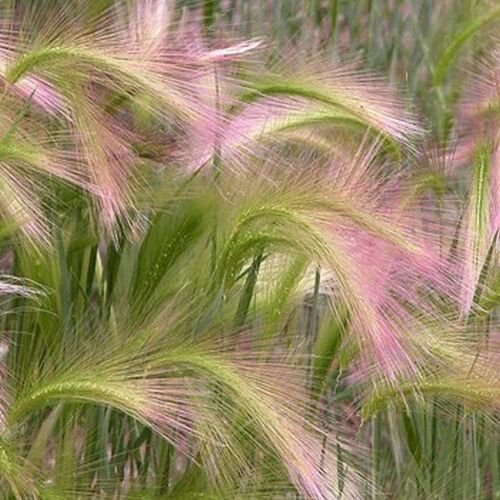 seeds Foxtail Orzo  Hordeum Jubatum, 25 Seeds #ABG17