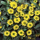 flower seeds Creeping Zinnia Sanvitalia Procumbens, 50 Seeds  #ABG17