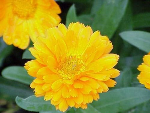 flower seeds Calendula Pot Marigol Yellow, 50 Seeds    #ABG17
