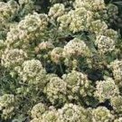 flower seeds Mignonette Machet Reseda Odorata, 100 seeds  #ABG17