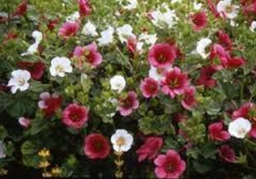 flower seeds Malope Trifida Mix color ,50 Seeds #ABG17