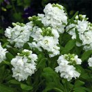 flower seeds Stock  Matthiola Incana Blanc, 50 seeds  #ABG17