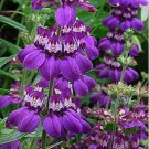 200 Seeds  Chinese Houses Collinsia Heterophylla, easy to grow #ABG17