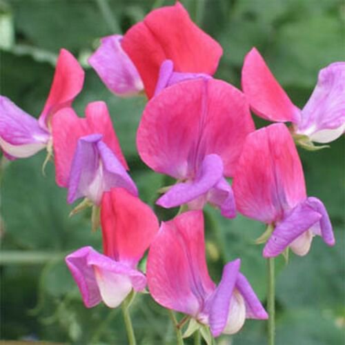 15 seeds Dolce Peas  Royal Rose Pink color  #ABG17