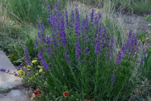 100 flower Seed Penstemon  Rocky Mountain, easy to grow #ABG17
