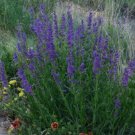 100 flower Seed Penstemon  Rocky Mountain, easy to grow #ABG17