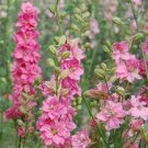 Delphinium  Larkspur Rose Queen, 50 Seeds #ABG17