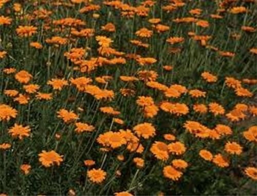 flowers seeds Marguerite Daisy Orange  Anthemis Tinctoria Kelwayl, 100 Seeds  #ABG17