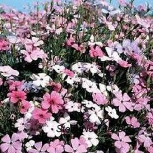 400 Seeds  Lychnis Rosett , easy to grow  #ABG17