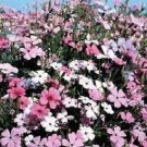 400 Seeds  Lychnis Rosett , easy to grow  #ABG17