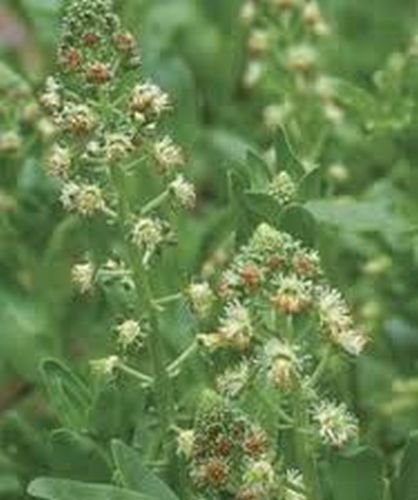 100 flower Seeds Mignonette Ameliorata  reseda Odorata, easy to grow   #ABG17