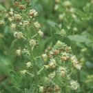 100 flower Seeds Mignonette Ameliorata  reseda Odorata, easy to grow   #ABG17
