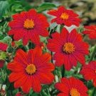 flower seeds Sunflower Mexikanischer Rot  Tithonia Speciosa,50 seeds   #ABG17