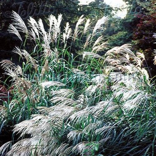 25 seeds Chinese Silver Grass Early Hybrids Miscanthus, easy to grow  #ABG17