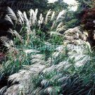 25 seeds Chinese Silver Grass Early Hybrids Miscanthus, easy to grow  #ABG17